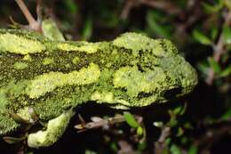 Image of Natural Tree Gecko