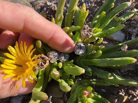 Image of Glottiphyllum difforme (Haw.) N. E. Br.