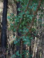 Image of Broad-leaved Red Ironbark