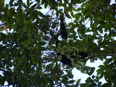 Image of Capped Gibbon