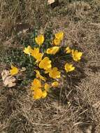 Image of winter daffodil