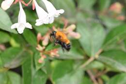 Слика од Bombus opulentus Smith 1861