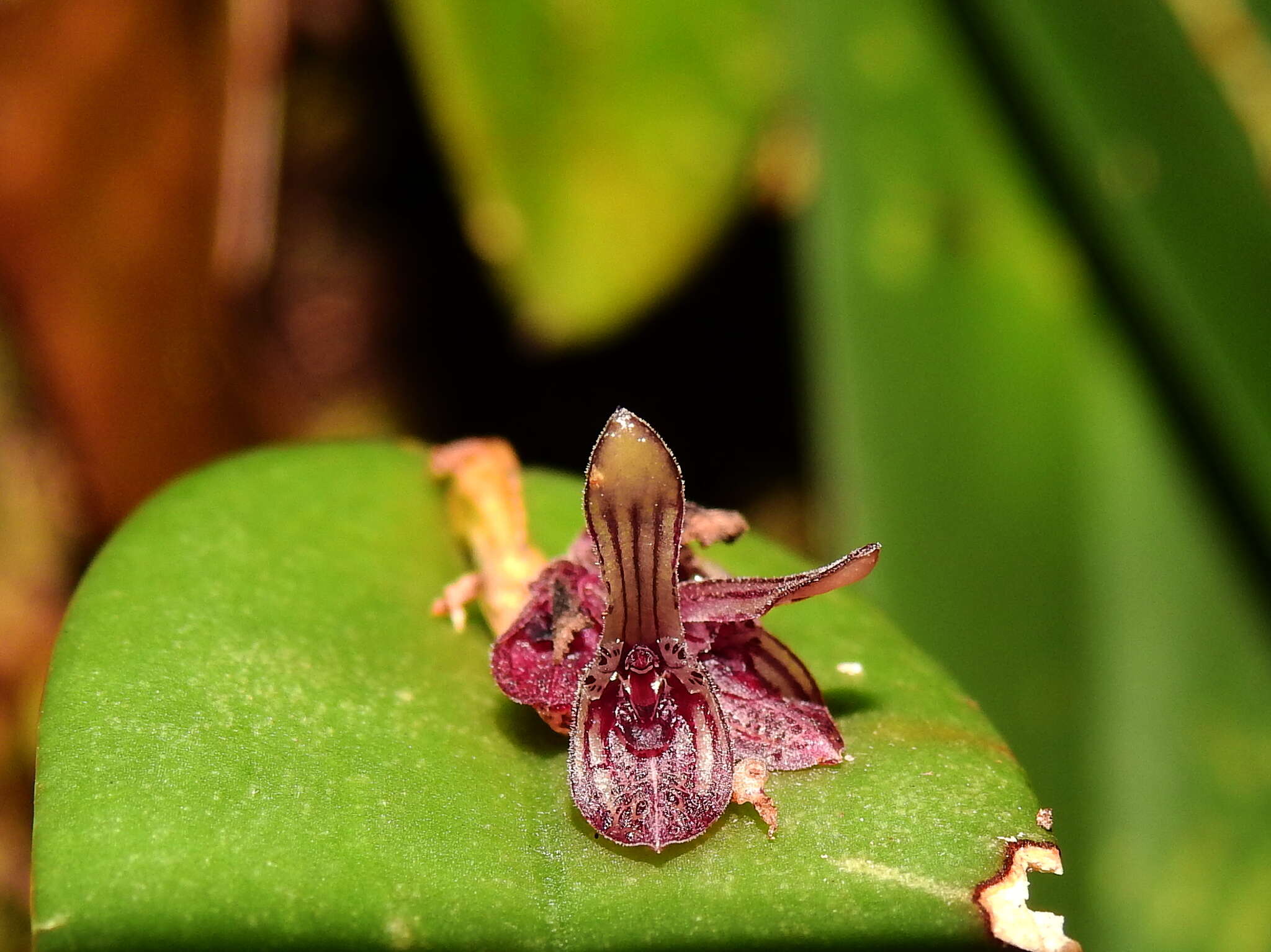 Image of hairy bonnet orchid