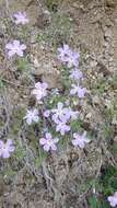 Imagem de Phlox sibirica L.