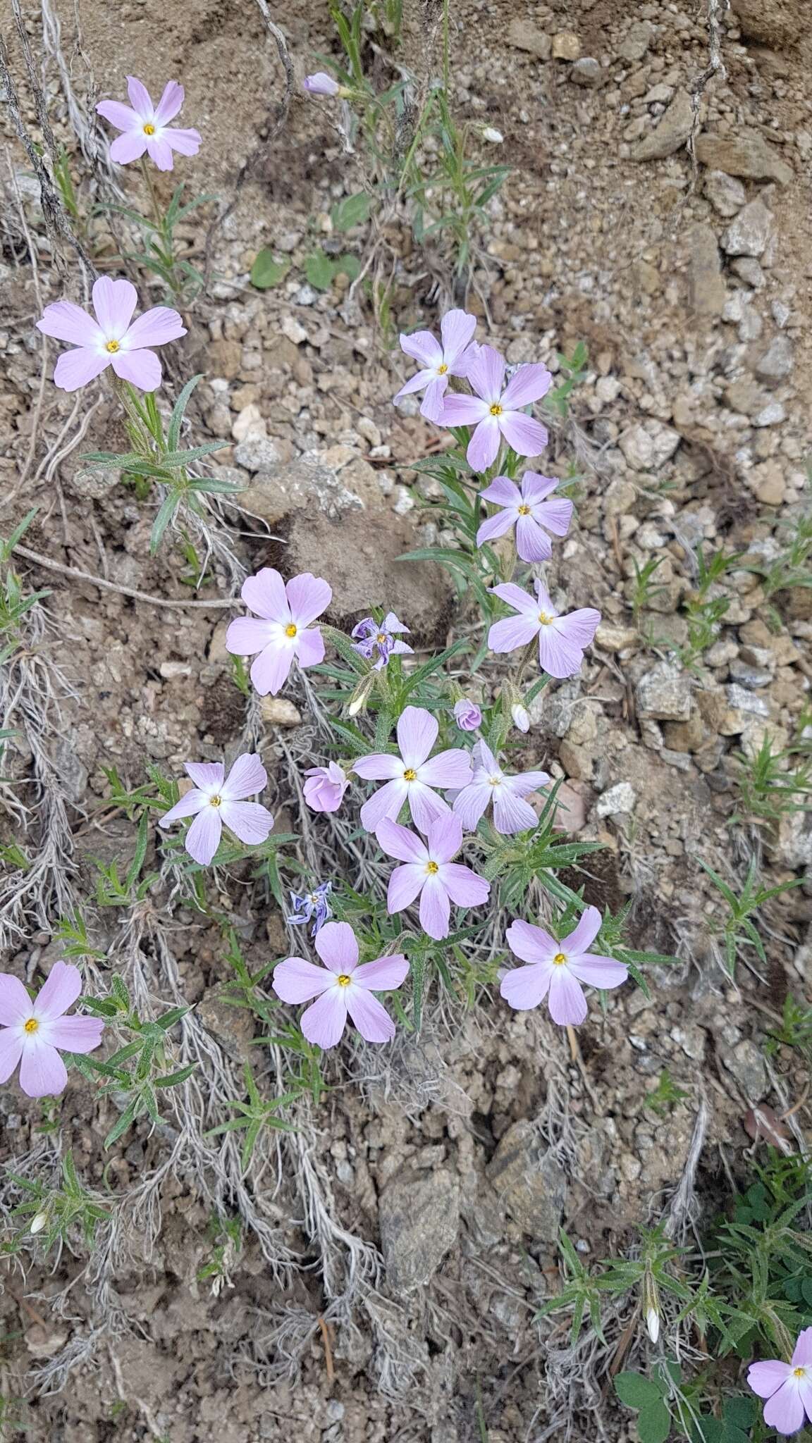 Imagem de Phlox sibirica L.