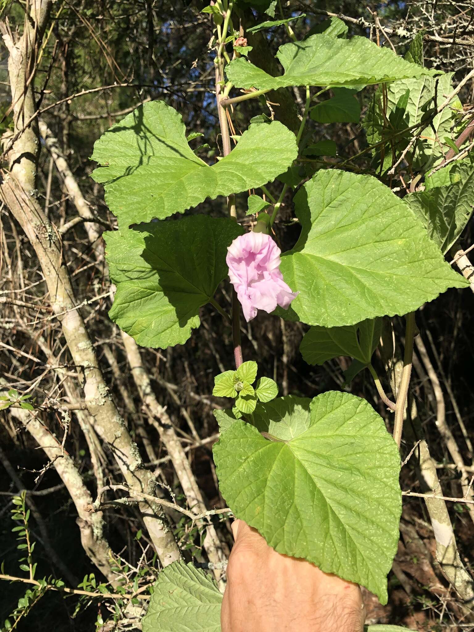 Image of largeroot morning-glory