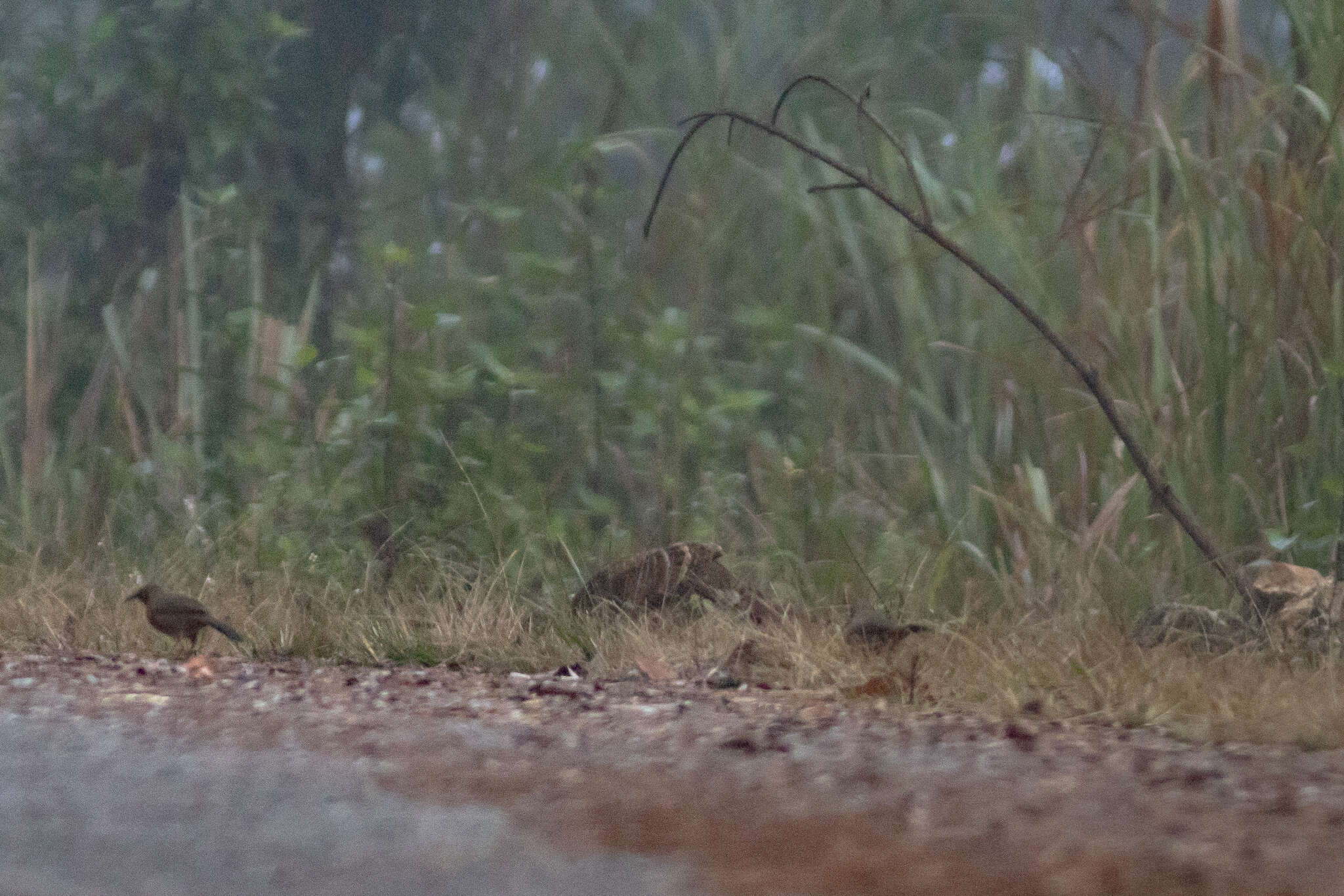 Image of Hume's Bar-tailed Pheasant