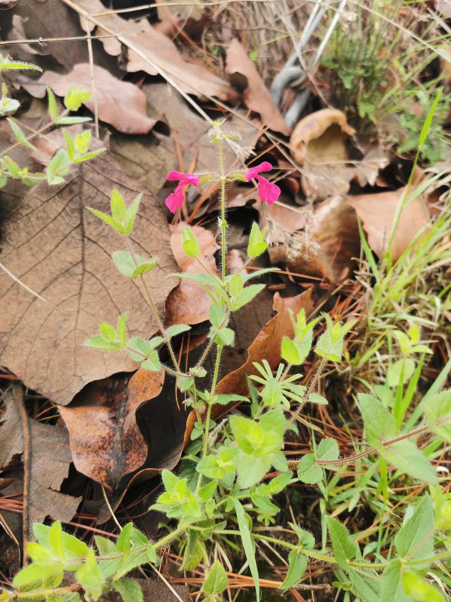 Image of Salvia angustiarum Epling