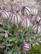 Image of apetalous catchfly