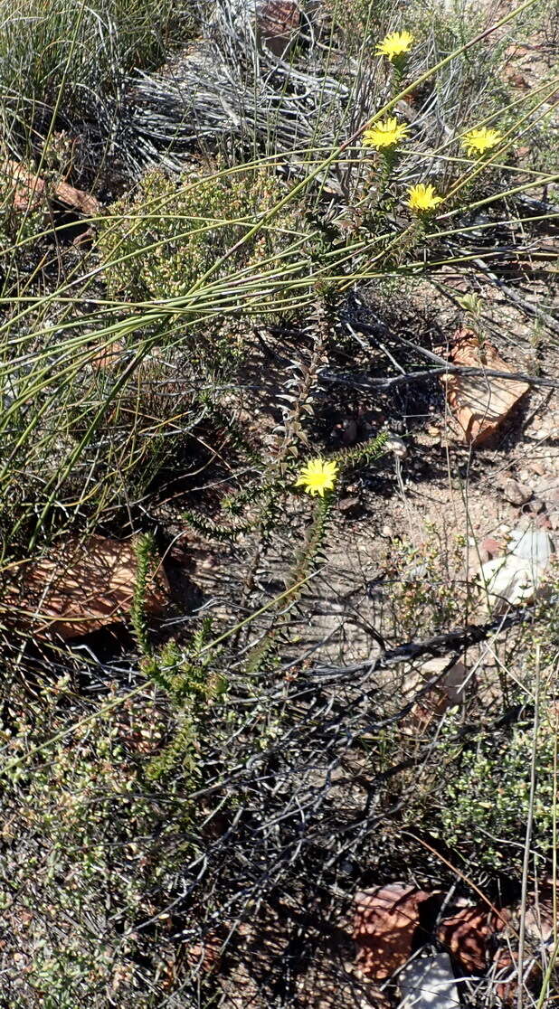 Imagem de Oedera imbricata Lam.