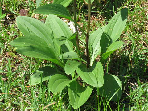 Image of groovestem Indian plantain