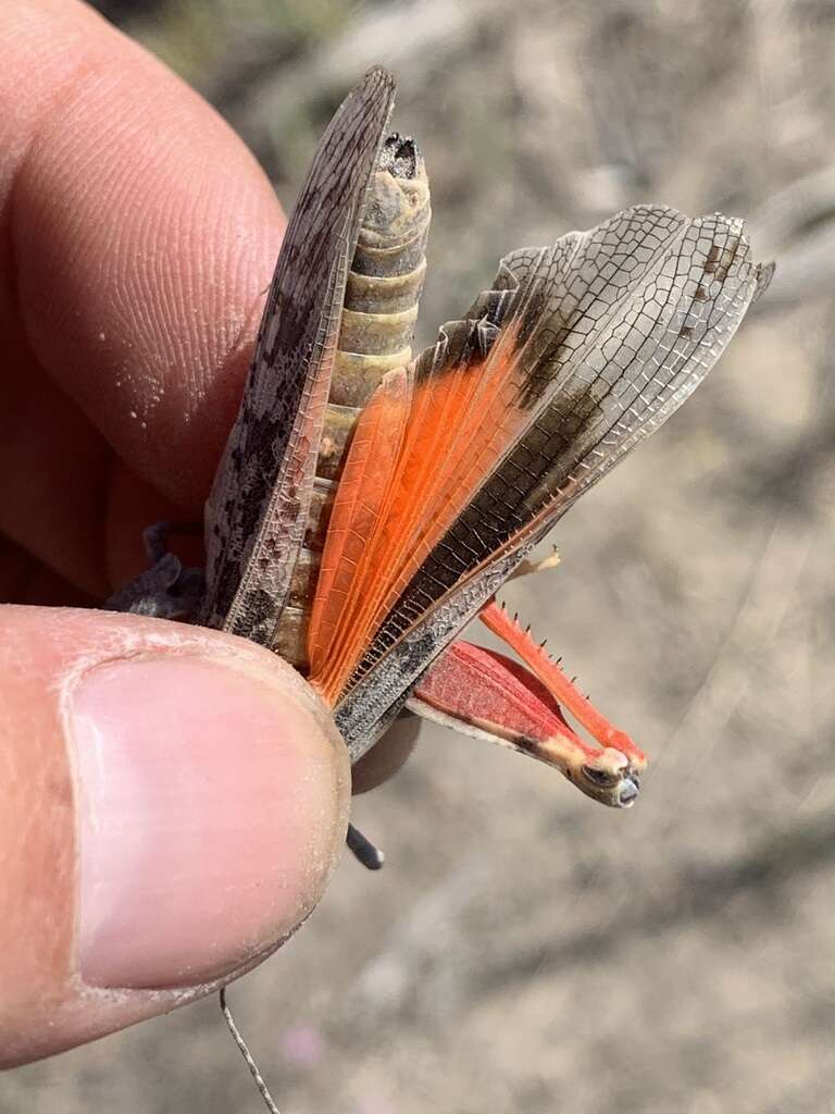 Image of Red-shanked Grasshopper