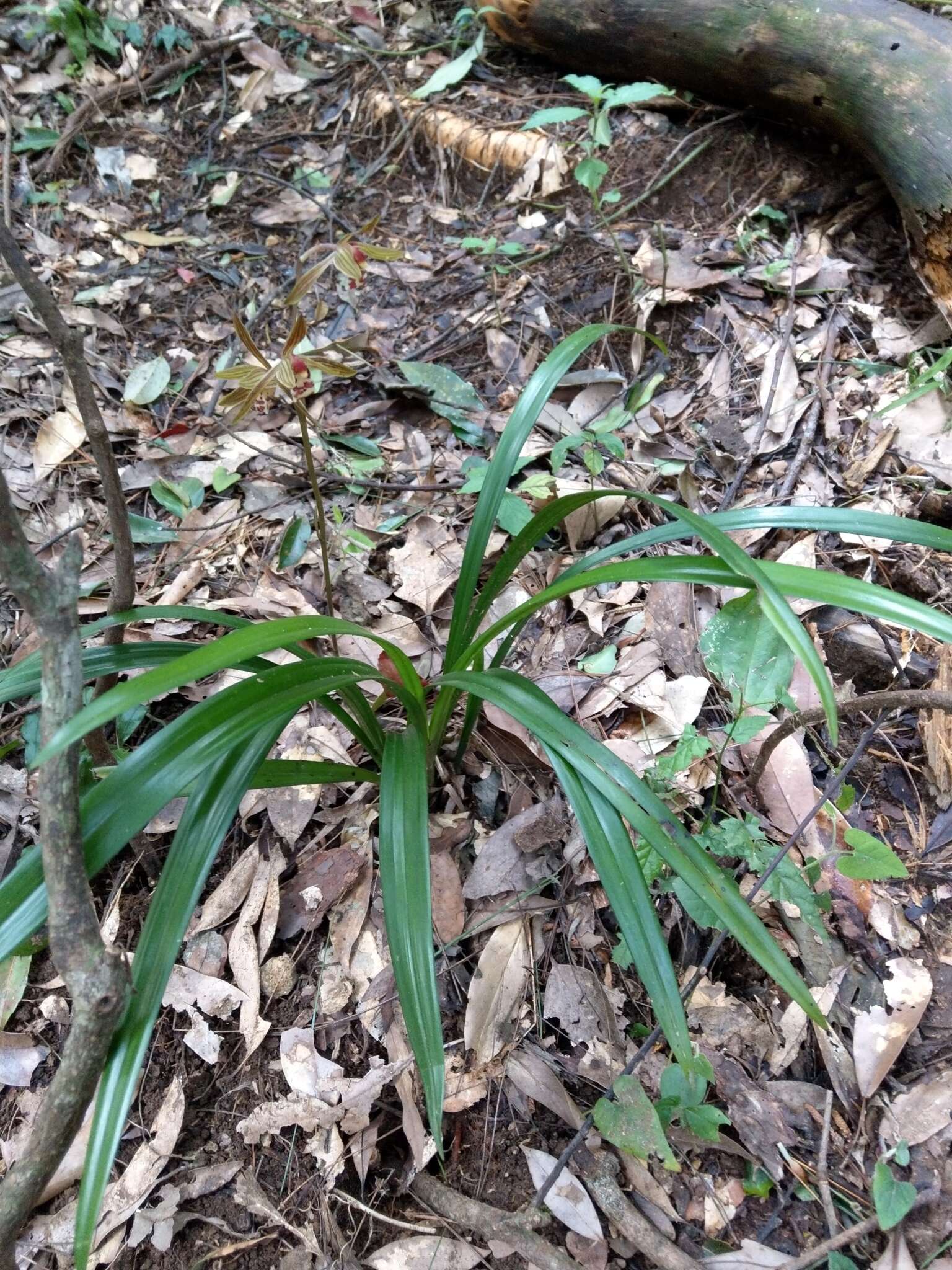 Imagem de Cymbidium sinense (Andrews) Willd.