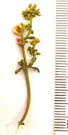 Image of Phyllopodium dolomiticum O. M. Hilliard