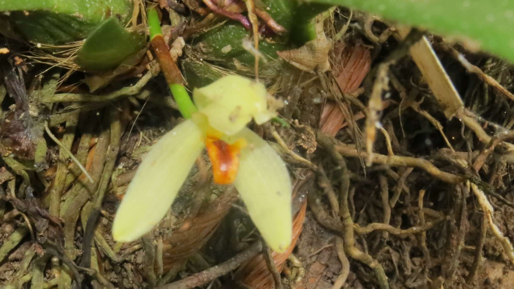 Image of Maxillaria hedwigiae Hamer & Dodson