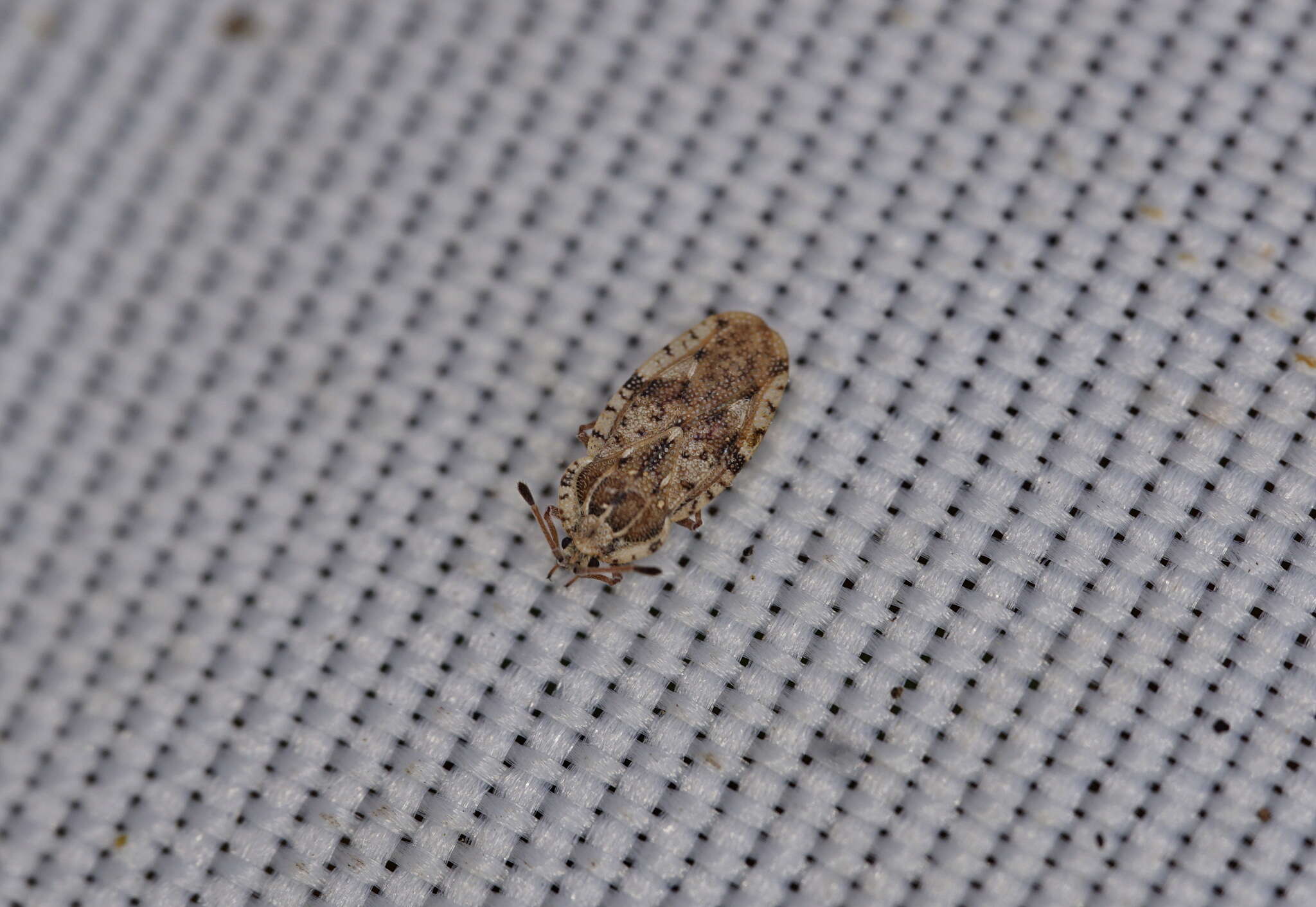 Image of spear thistle lacebug