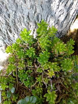 Image of Sedum rubrotinctum R. T. Clausen