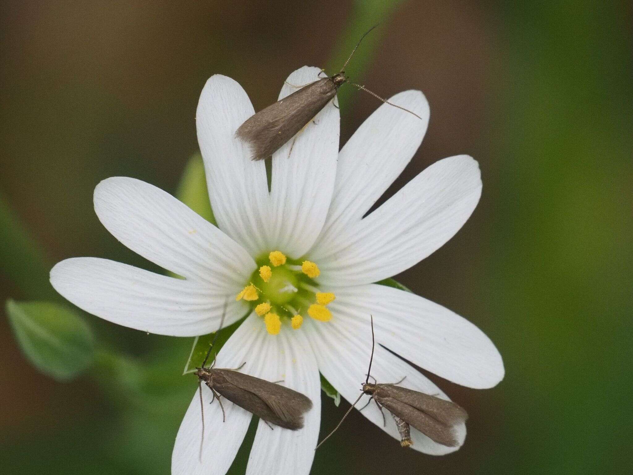 Image of Metriotes lutarea Haworth 1828