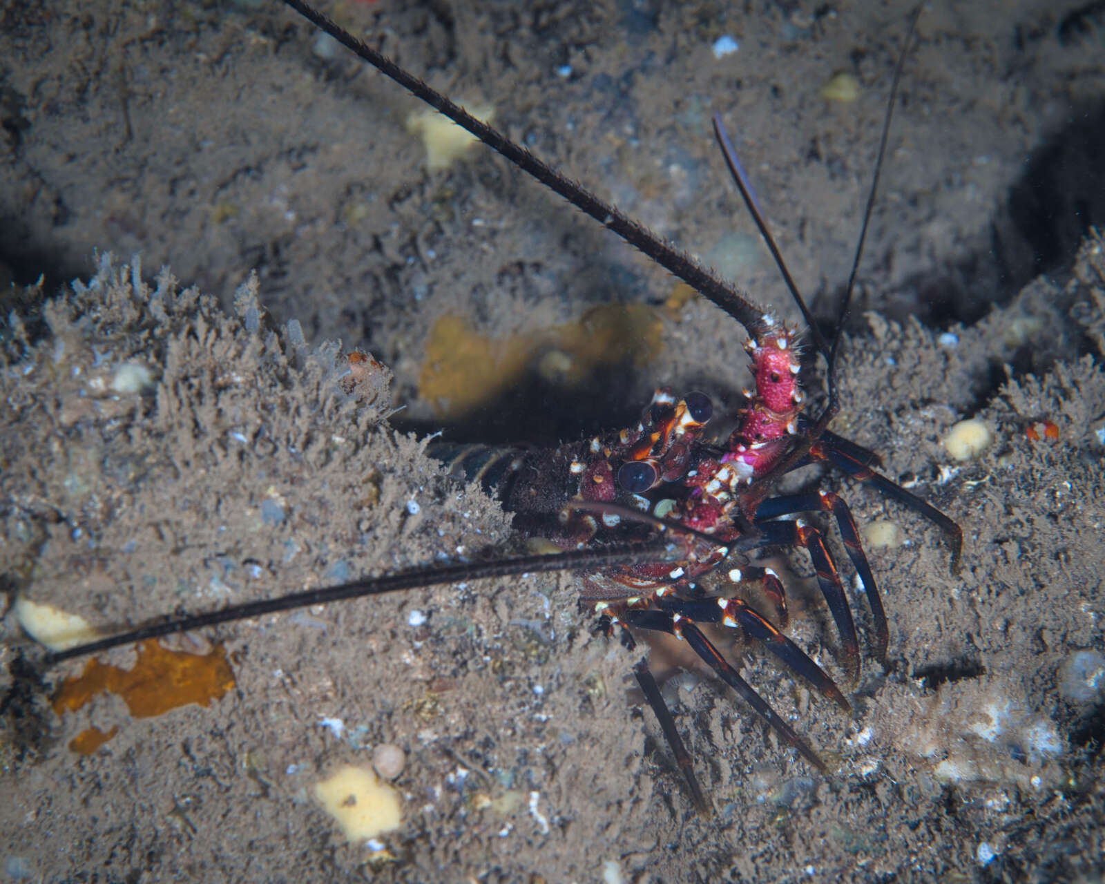 Image of Banded Spiny Lobster