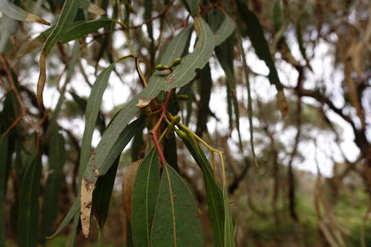 Image of Eucalyptus viminalis subsp. pryoriana (L. A. S. Johnson) M. I. H. Brooker & A. V. Slee