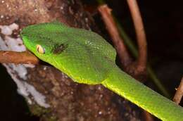 Image of Trimeresurus vogeli David, Vidal & Pauwels 2001