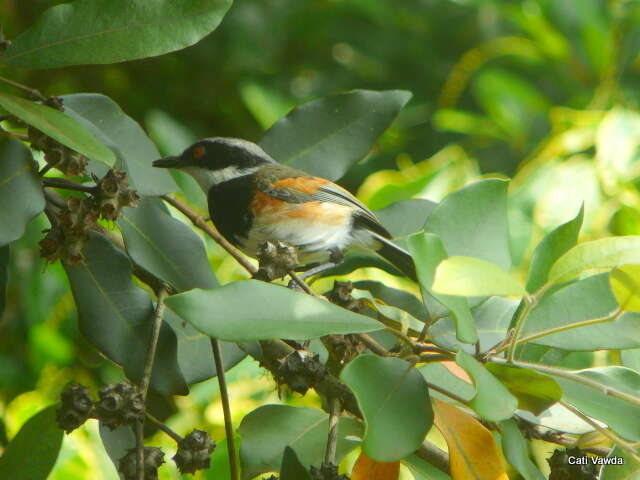 صورة Batis capensis hollidayi Clancey 1952