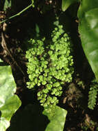 Image de Adiantum raddianum C. Presl