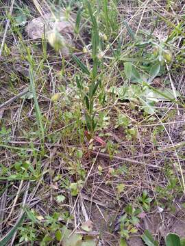 Image of Helianthemum aegyptiacum (L.) Miller