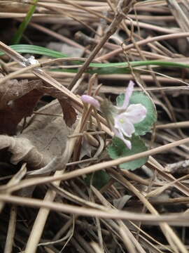 Imagem de Viola tenuicornis W. Becker