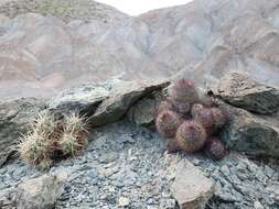 Image of Echinocereus maritimus (M. E. Jones) K. Schum.