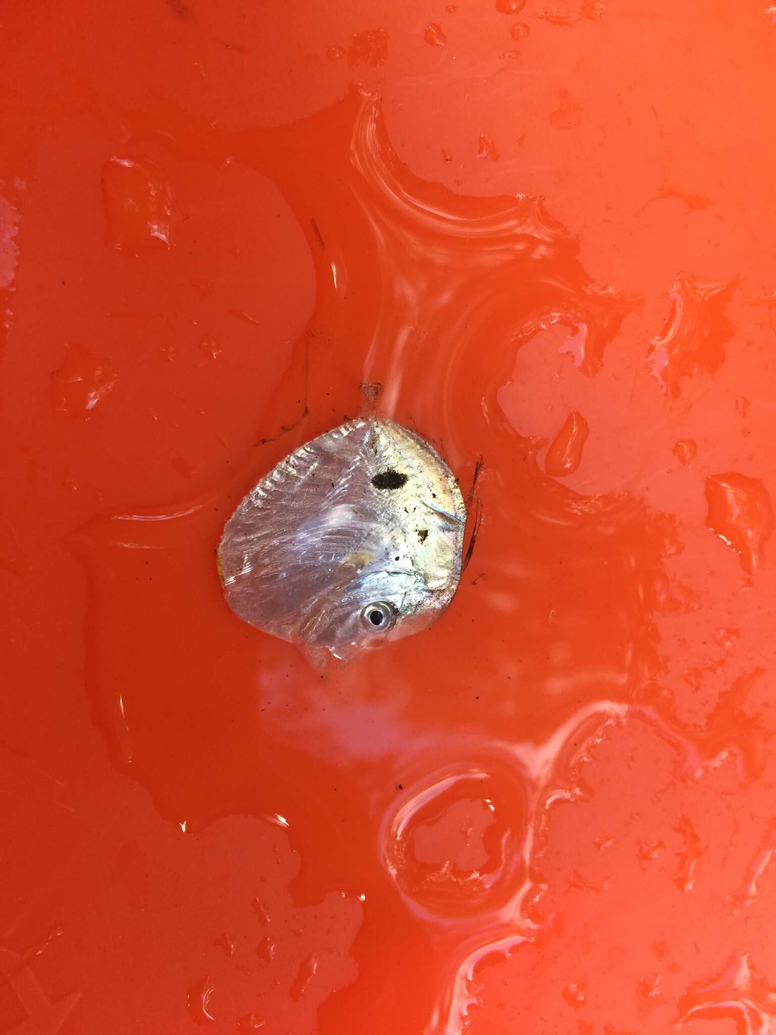 Image of Atlantic Moonfish