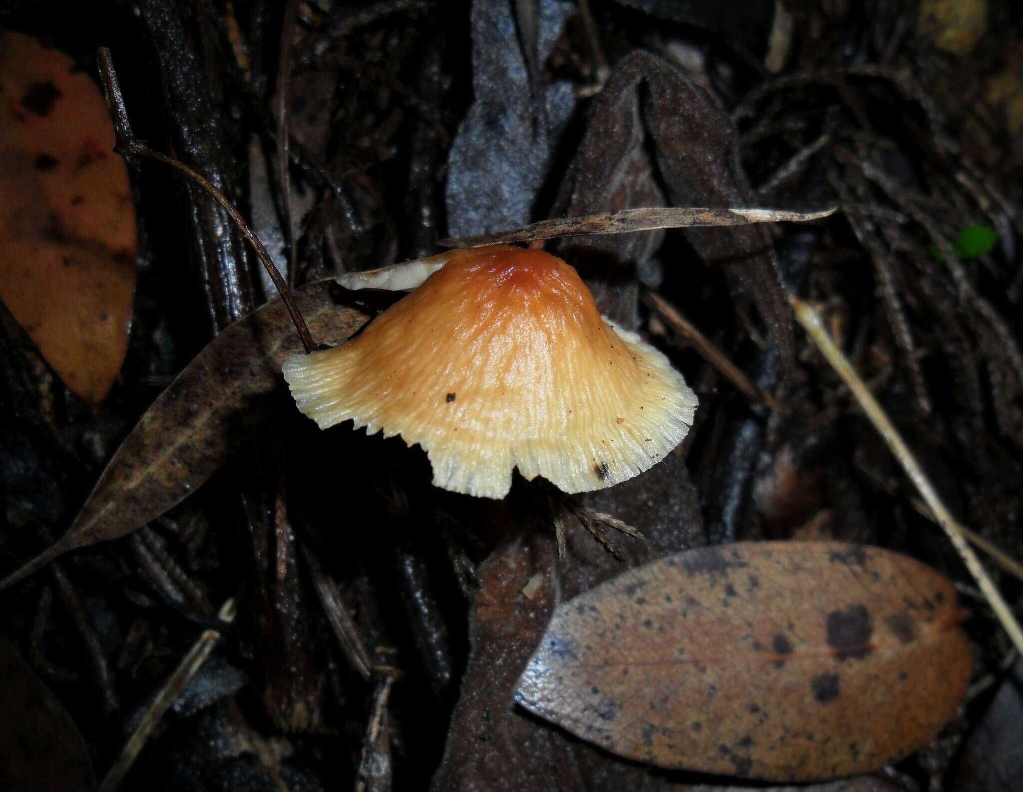 Image of Gymnopus macropus Halling 1996