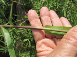 Image of Brown-Top Liverseed Grass