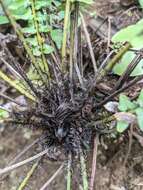 Image of Kunth's hacksaw fern