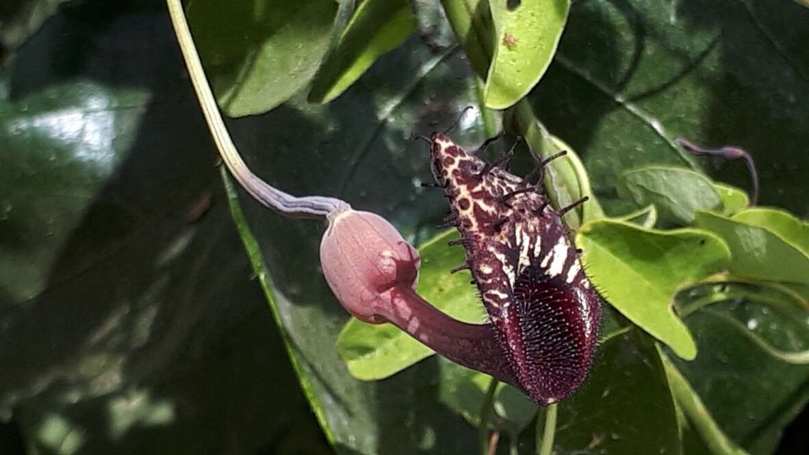 Image of Aristolochia taliscana Hook. & Arn.