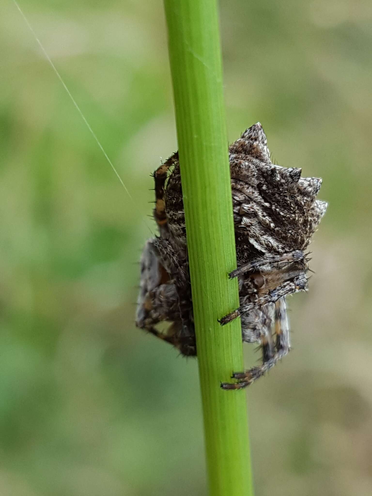 Imagem de Acanthepeira stellata (Walckenaer 1805)