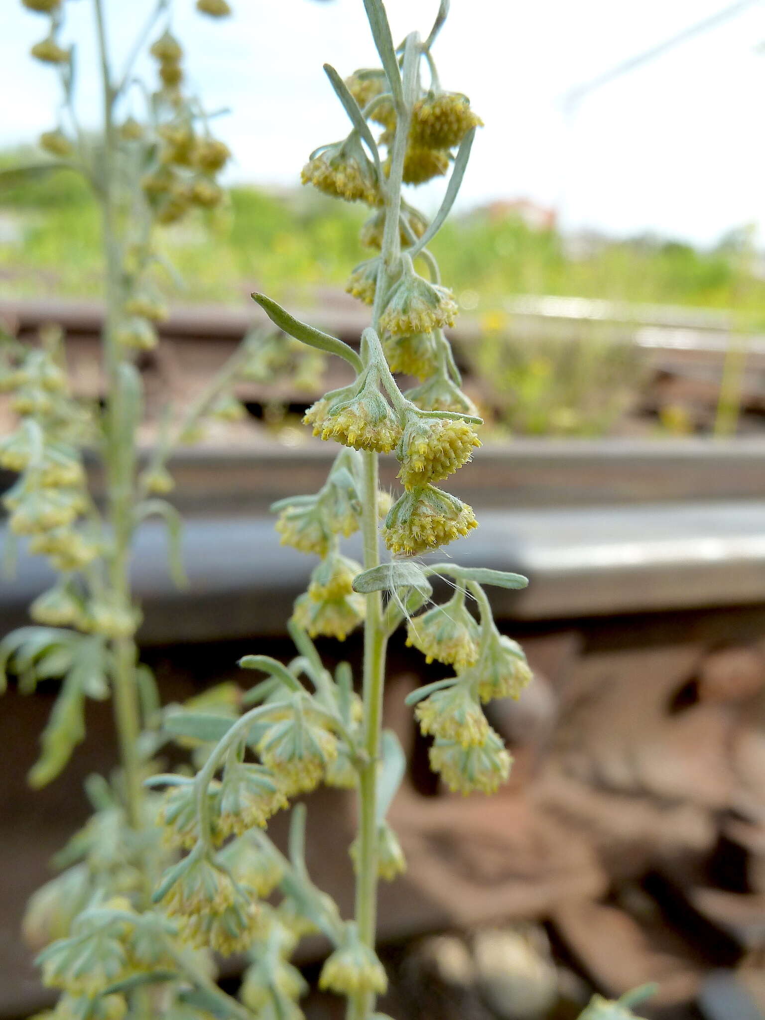 Image de Artemisia sieversiana Ehrh. ex Willd.