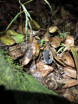 Image of Hasselt's Litter Frog