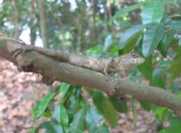 Plancia ëd Calotes liolepis Boulenger 1885