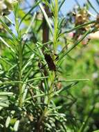 Image of Leaf-footed bug