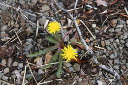 Image of Taraxacum acricorne Dahlst.