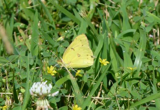 Image of Orange Sulphur