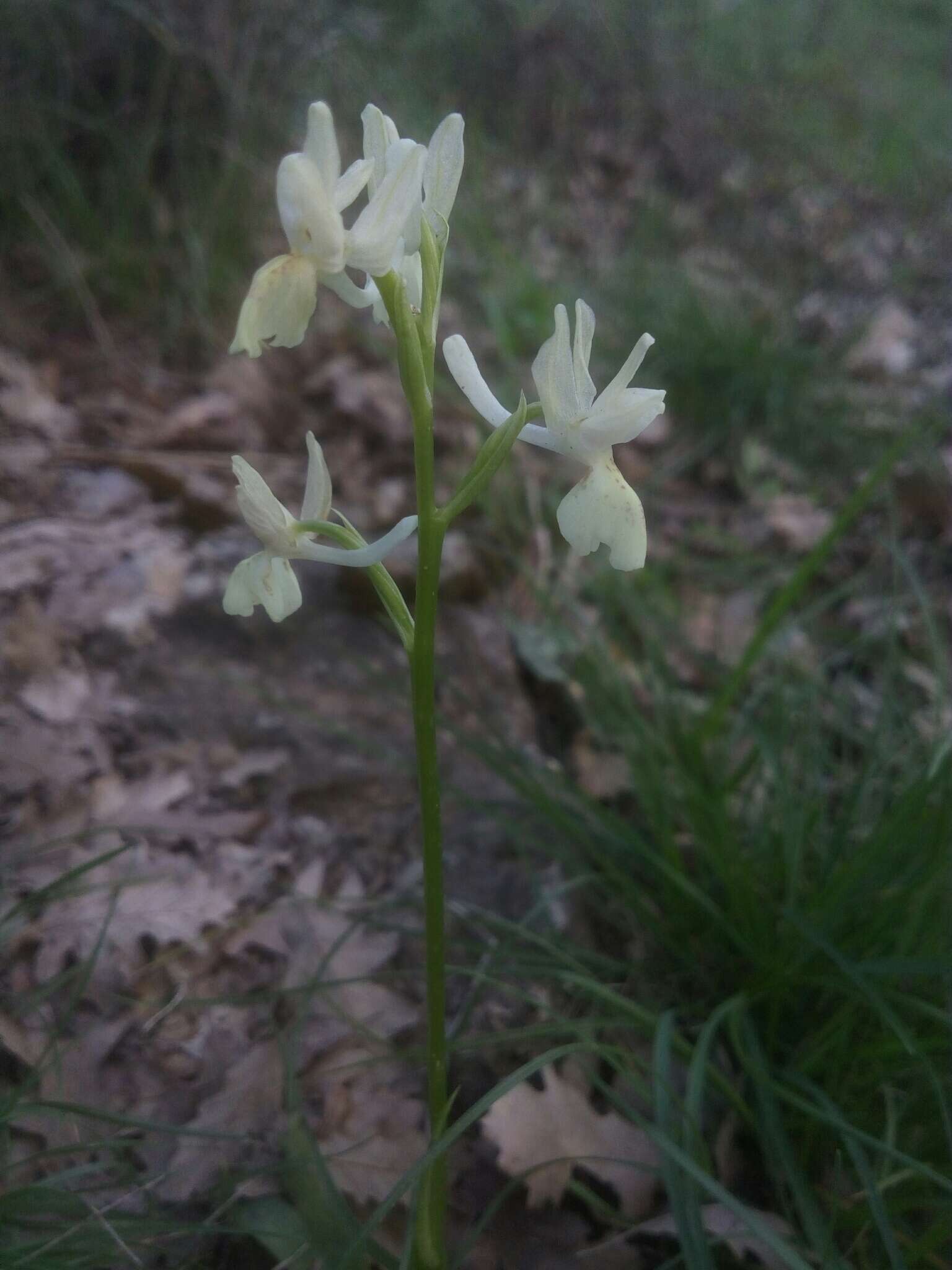 صورة Orchis provincialis Balb. ex Lam. & DC.