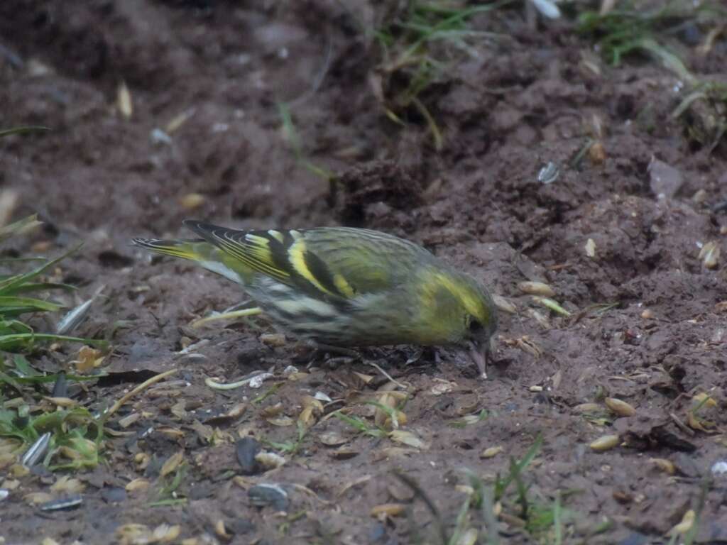 Image of Eurasian Siskin