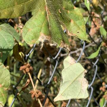 Image of Ipomoea dichroa (Roem. & Schult.) Choisy