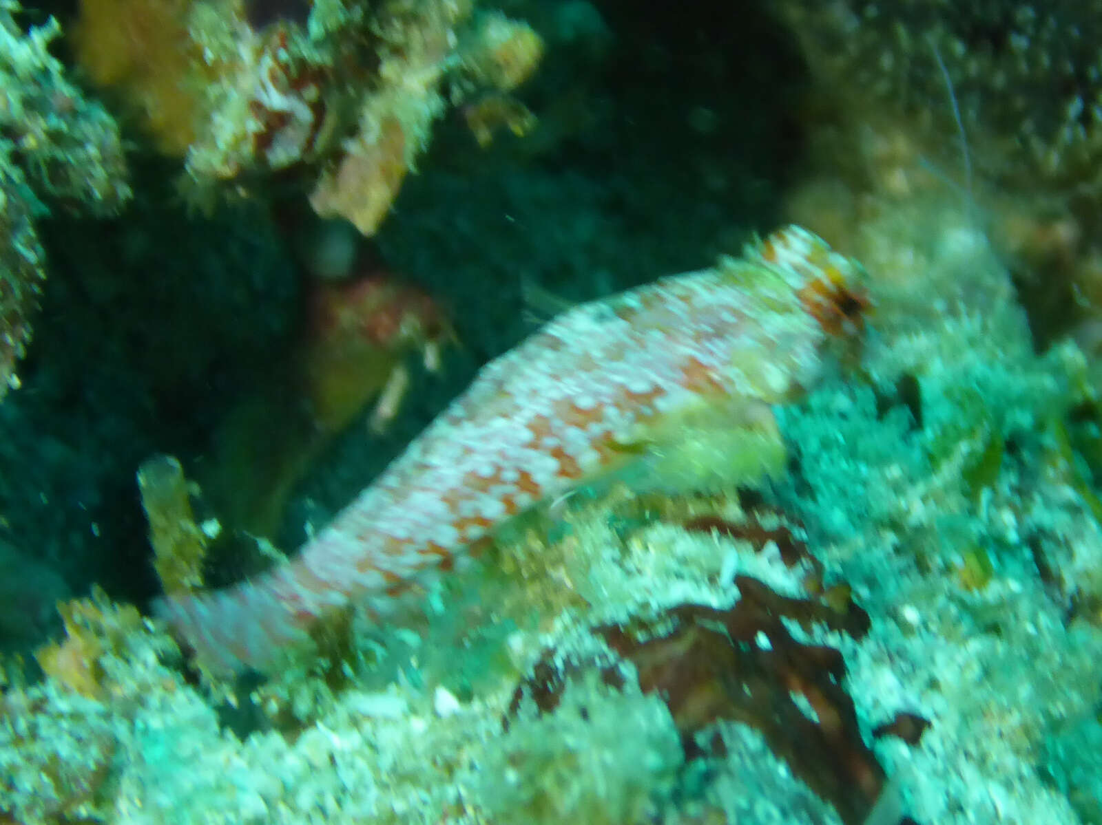 Image of Moyer&#39;s dragonet