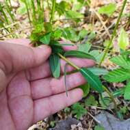 Слика од Euphorbia lucorum Rupr.