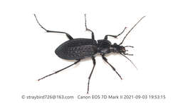 Image of Carabus (Carabus) granulatus telluris Bates 1883