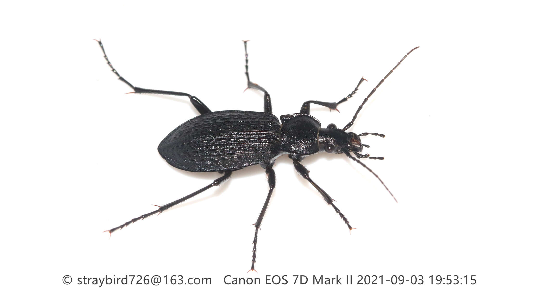 Image of Carabus (Carabus) granulatus telluris Bates 1883