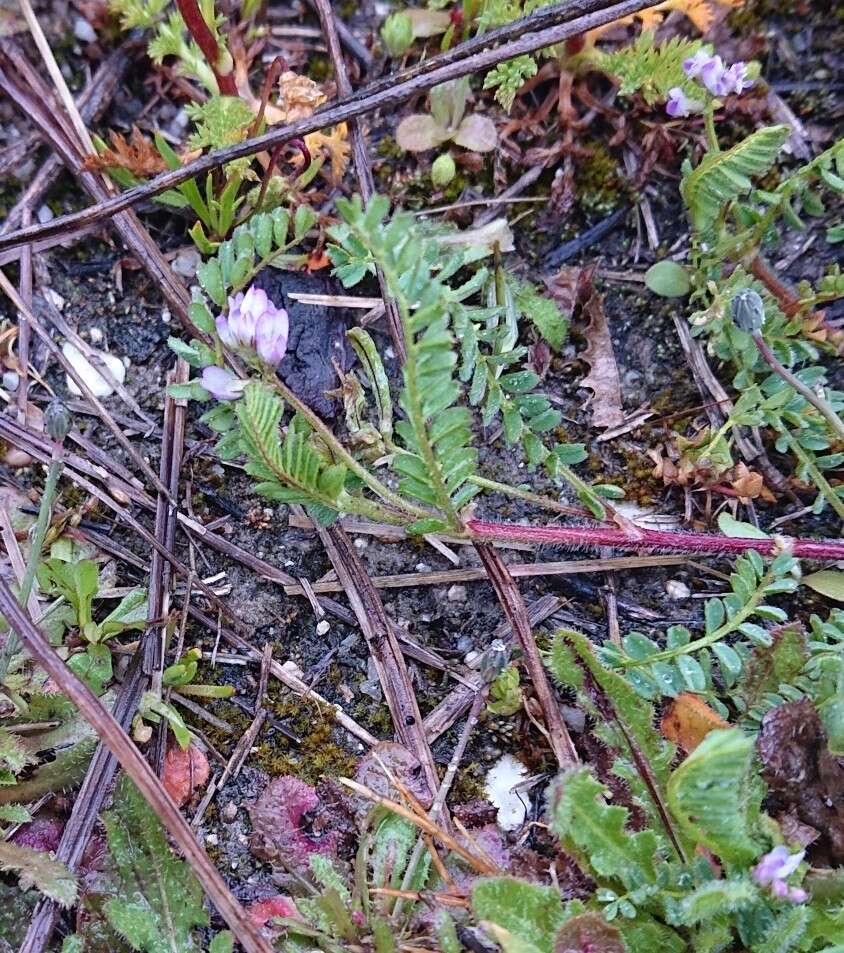 Image of Astragalus pelecinus (L.) Barneby